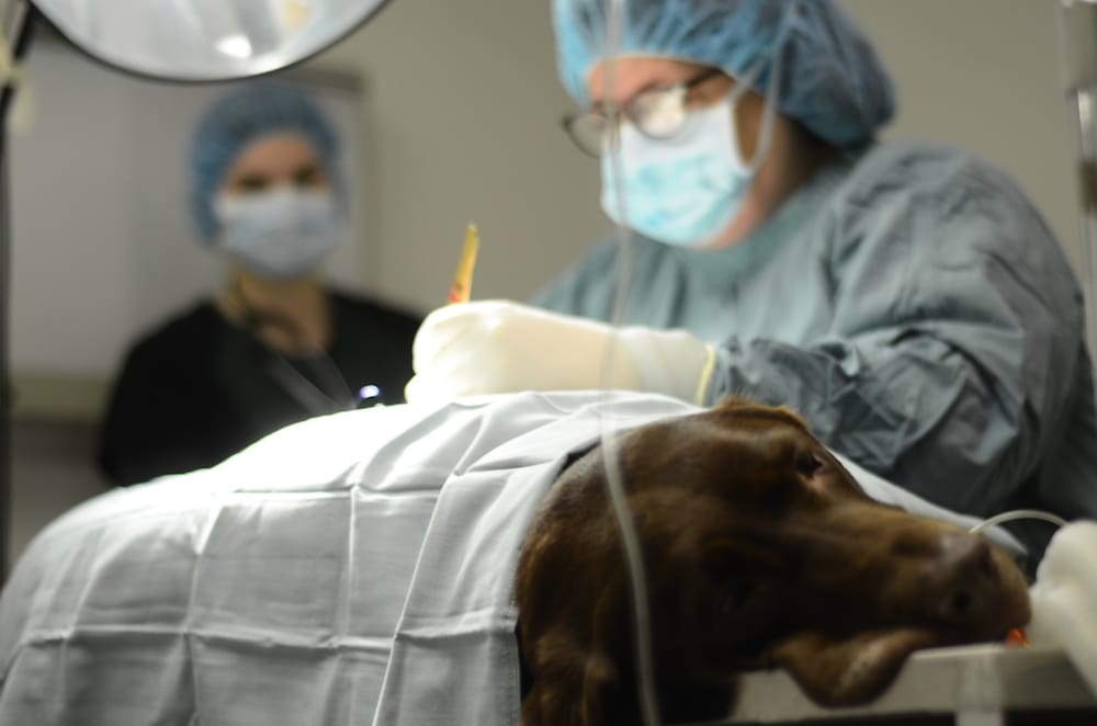 Питание стерилизованных собак мелких пород